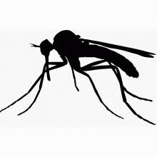 Mosquito gigante cordoba argentina mosquito gigante de córdoba argentina. Mosquito Silhouette Mosquito Silhouette Line Drawing