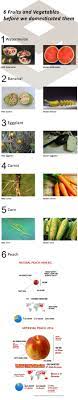 Food Before Modding Food Fruit 9gag Food