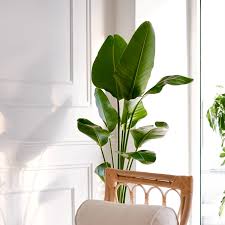 Image result for Strelitzia