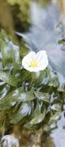 Image result for Elodea