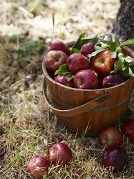 Tis The Season For Apples Fruit Fruits And Veggies Best Apples For Baking