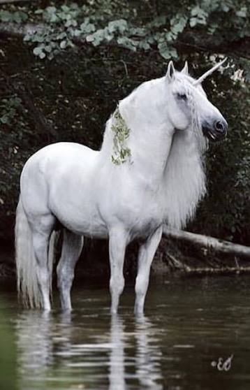 El unicornio es una criatura mitológica representada como un caballo blanco  con patas de antílope, barba de chivo y un cuerno en la frente. Actualmente  se representa idéntico a un caballo, solo