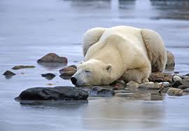 Wyniki Szukania W Grafice Google Dla Http Www Greglasley Net Images P Polar Bear F8 Sleeping Jpg Polar Bear Bear Ursus