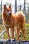 Top 20 Rare Dog Breeds That You Have Never Heard Of - Dog ...