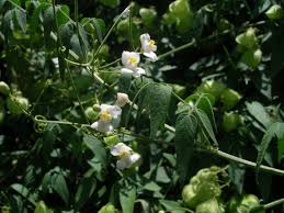 Image result for Cardiospermum corindum