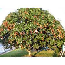 Maybe you would like to learn more about one of these? Natural Lychee Fruit Tree At Rs 100 Plant Lychee Plant à¤² à¤š à¤• à¤ª à¤§ à¤² à¤š à¤ª à¤² à¤Ÿ Das Book Center Kolkata Id 19522382755