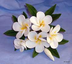 Frangipani Spray Frangipani Icing Flowers Royal Icing Flowers