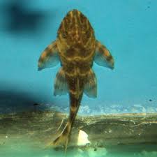 Best Plecos Algae Eaters For Small Freshwater Aquariums