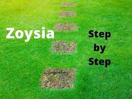 John will share essential tips to keep your zoysia grass looking great.over the last three years. How To Grow A Successful Zoysia Lawn A Step By Step Guide Thriving Yard