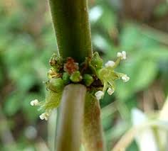 Image result for Pouzolzia mixta