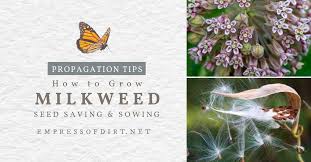 A 4' plant with large thick leaves that feed many monarchs. How To Collect Grow Milkweed Seeds Asclepias Empress Of Dirt