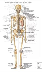 The spine consists of the cervical, thoracic, lumbar and sacral vertebrae and the coccyx. How Many Bones Are In The Human Body Quora