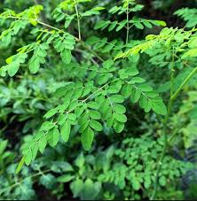 Maybe you would like to learn more about one of these? Pokok Murunggai Kelor Mempunyai Kelebihan Dan Khasiat Terbaik Blog Santai Santai Jerr