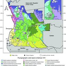 Image result for Floscopa leiothyrsa