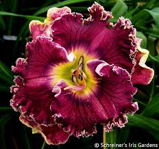 Image result for Light Harvest Gold 1977 Fedders