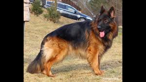 9month Double Coat Jarman Shefad The German Shepherd Dog Is Hanging Out Youtube Use them to create your own cards! 9month double coat jarman shefad the german shepherd dog is hanging out
