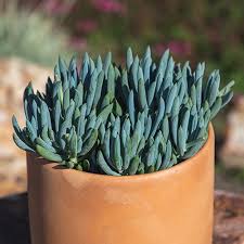 Image result for tbn:HNtrRnQBmFuaxM::www.bluechopsticks.com/img_large/800CC_0805S1015.jpg