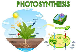 Check spelling or type a new query. Free Vector Diagram Showing Process Of Photosynthesis In Plant