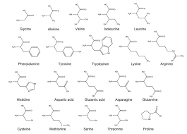 Amino Acids Chart Structure Www Bedowntowndaytona Com