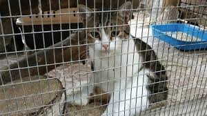 See more of dfbdfb on facebook. Russian Criminal Case Unravels Over Escaping Cat