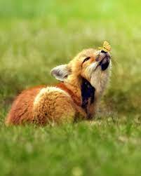 Bekijk meer ideeën over schattig, schattige dieren, dieren. Startpagina Twitter Schattigste Dieren Schattige Dieren Dieren