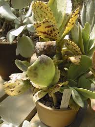 Image result for Kalanchoe marmorata