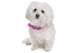 Bolognese puppies for sale california. Bolognese Puppies For Sale In Los Angeles California Adoptapet Com