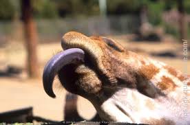 The giraffe's coat is characterized by dark blotches on lighter hair. Why Do Giraffe S Have Purple Tongues