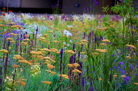 Barbican Steppe Plantings Nigel Dunnett Click Through Lots Of Gorgeous Stuff Prairie Planting Plants Urban Garden
