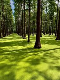 Nature Bliss ｜Trip.com 揚州