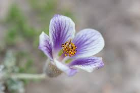 Image result for Malvaceae subfamily Grewioideae