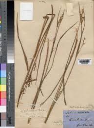 Image result for Scleria tessellata