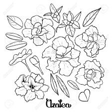 Decoración con ramas y hojas para rincones. Hojas De Azalea Y La Recoleccion De Flores Grafico De Vector Decoraciones Florales Aislados En Fondo Blanco Diseno De Paginas De Libro Para Colorear Para Ninos Y Adultos Ilustraciones Vectoriales Clip Art