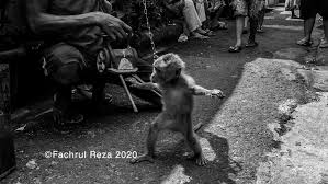 We hope to see a permanent end to this practice all across indonesia and will continue to campaign until done so. Topeng Monyet Traditional Art Street Attraction Hive