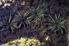 Image result for Isoetes schweinfurthii