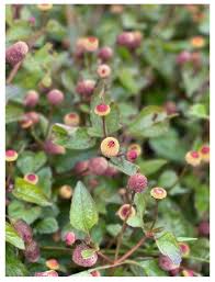 Image result for Acmella