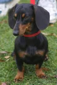 We live in the suburbs of louisville in a subdivision called lynnview. Mini Dachshund Puppies For Sale Black Tan Doxie Breeder Short Hair Pups Dachshund Pets Daushund Puppies Dachshund Puppies