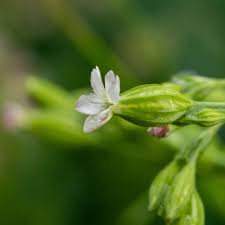 Image result for Silene burchellii
