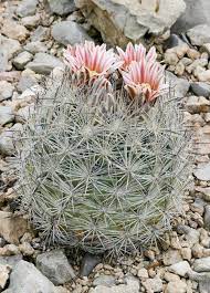 The traits of a cactus that would likely be mentioned in a poem are their hardiness and ability to go without water for a long time, and their spines. Echinomastus Mariposensis Wikipedia