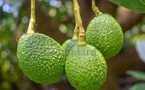 Check spelling or type a new query. 58 Fruit Trees Planted To Commemorate Madaraka Day Farmkanya Initiative