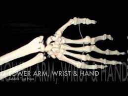 But i would say the skull. Major Bones Of The Body Youtube