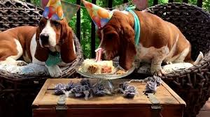 Pin By Boudi On Basset Hound Basset Hound Dog Basset Hound Basset