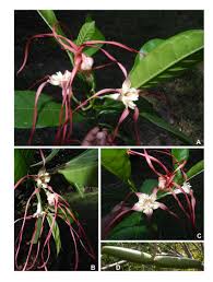 Image result for Strophanthus