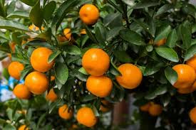 Maybe you would like to learn more about one of these? Growing Satsuma Trees Hgtv