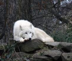 Tundrafarkas Arctic Tundra Wolf Wolf Dog Albino Animals Wolf