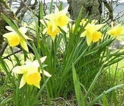 Pin By Homestead Trading Company On Daffodils Daffodils Yellow Daffodils Daffodil Bulbs