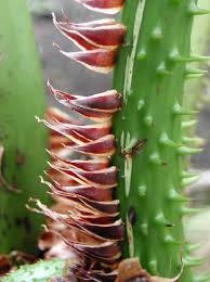 Image result for Cyatheaceae