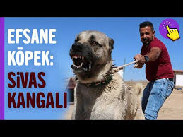 Sivas Kangali Nin Ozelliklerini Sahibinden Dinleyin Sadece Bizde Var Trt Avaz Youtube