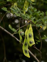 Image result for Dalbergia fischeri