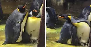Melting sea ice from global warming not only affects the penguin habitat, but also the species'. Gay Penguins Adopt Neglected Chick And It Causes Absolute Chaos